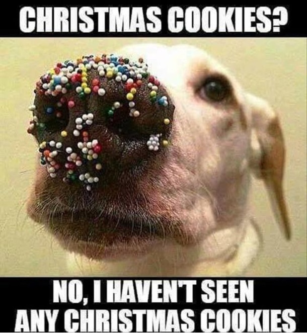 Free Christmas Meme Pic